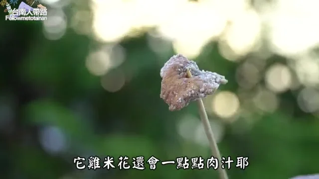 雞米花特寫