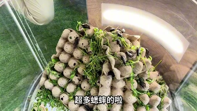 阿波在生態館近距離觀察飼養箱裡的蟋蟀