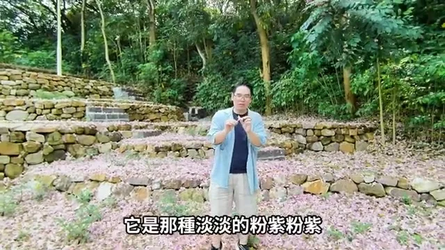 阿波站在灑滿粉紫色落花的秘境前,背景樹木飄著花瓣