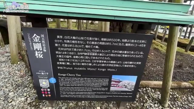輪王寺境內樹齡五百年的金剛櫻解說牌