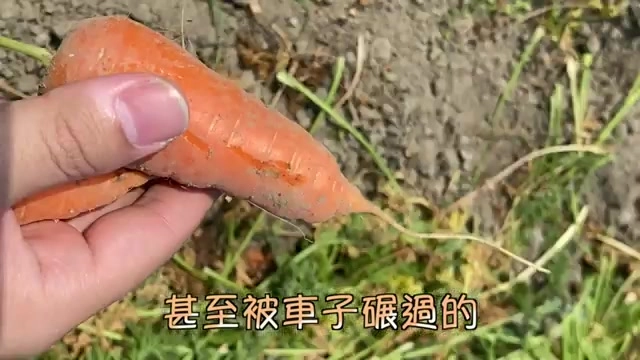手指捏著一根表面帶有明顯輾壓痕跡的橘色胡蘿蔔，背景是泥土田地
