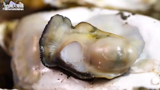 剖開的生蚵殼上盛著飽滿的蚵肉,色澤白皙帶光澤