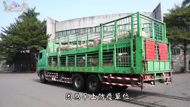 綠色貨車後方載著多隻活豬,準備送往電宰場區