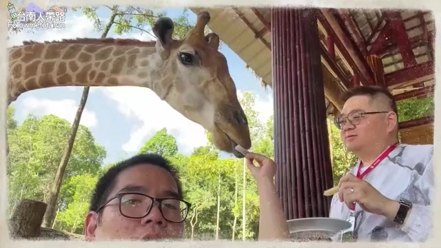 長頸鹿低頭伸出舌頭取食遊客手中的飼料，近距離互動是Safari野生動物園區的一大特色