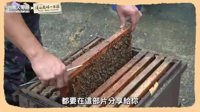 養蜂人取出蜂箱巢框,蜜蜂密集附著在蜂巢上,準備示範辨識真假蜂蜜